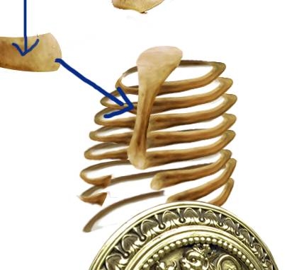 Creation of The Skeleton : Step 5